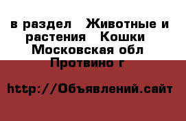  в раздел : Животные и растения » Кошки . Московская обл.,Протвино г.